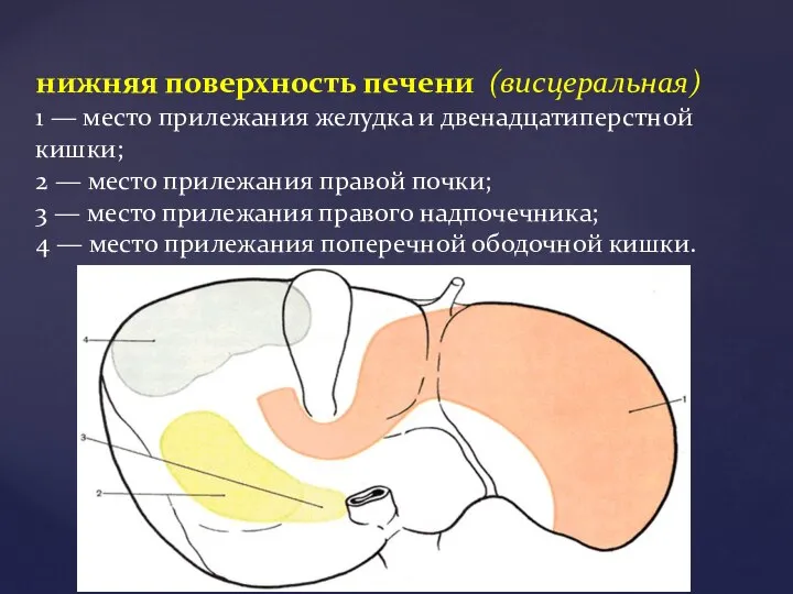 нижняя поверхность печени (висцеральная) 1 — место прилежания желудка и двенадцатиперстной кишки;