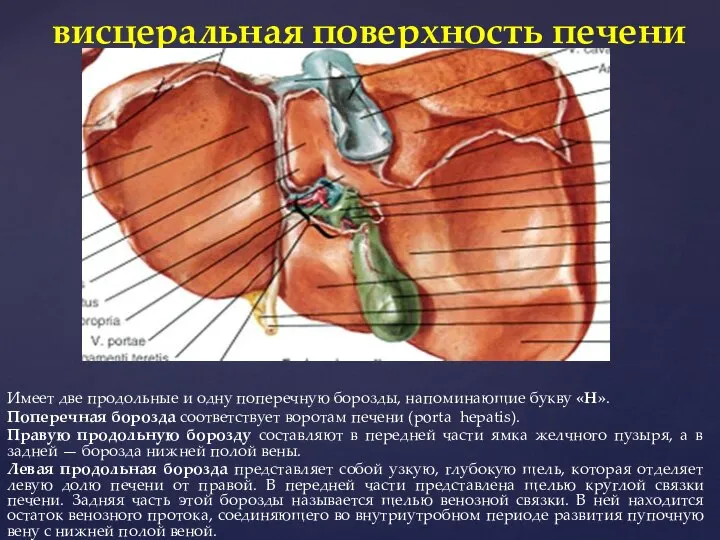 Имеет две продольные и одну поперечную борозды, напоминающие букву «Н». Поперечная борозда