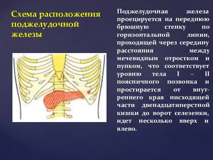 Схема расположения поджелудочной железы Поджелудочная железа проецируется на переднюю брюшную стенку по