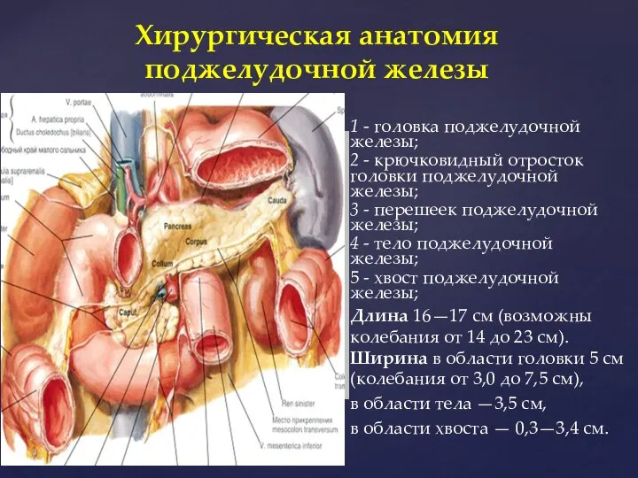 Хирургическая анатомия поджелудочной железы 1 - головка поджелудочной железы; 2 - крючковидный