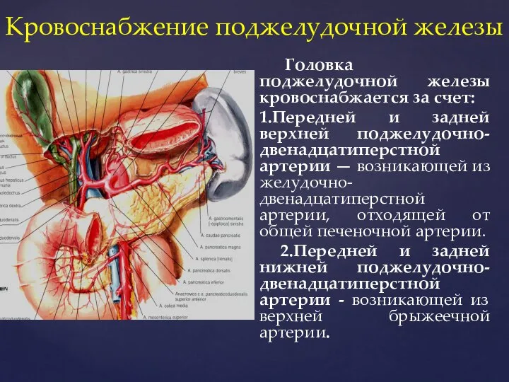 Кровоснабжение поджелудочной железы Головка поджелудочной железы кровоснабжается за счет: 1.Передней и задней
