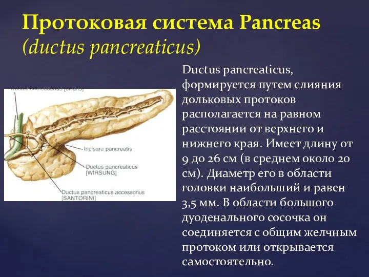 Протоковая система Pancreas (ductus pancreaticus) Ductus pancreaticus, формируется путем слияния дольковых протоков