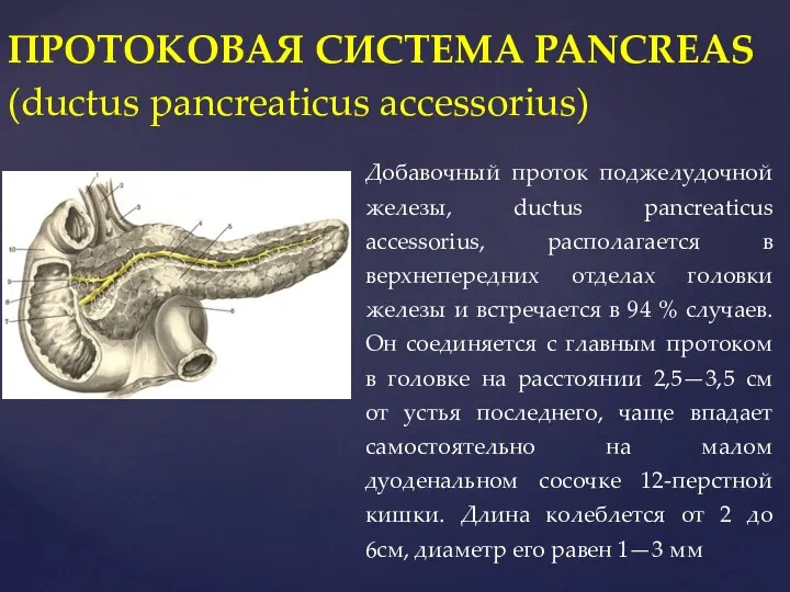 ПРОТОКОВАЯ СИСТЕМА PANCREAS (ductus pancreaticus accessorius) Добавочный проток поджелудочной железы, ductus pancreaticus