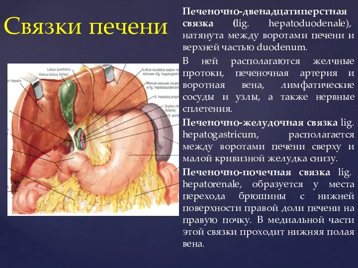 Печеночно-двенадцатиперстная связка (lig. hepatoduodenale), натянута между воротами печени и верхней частью duodenum.