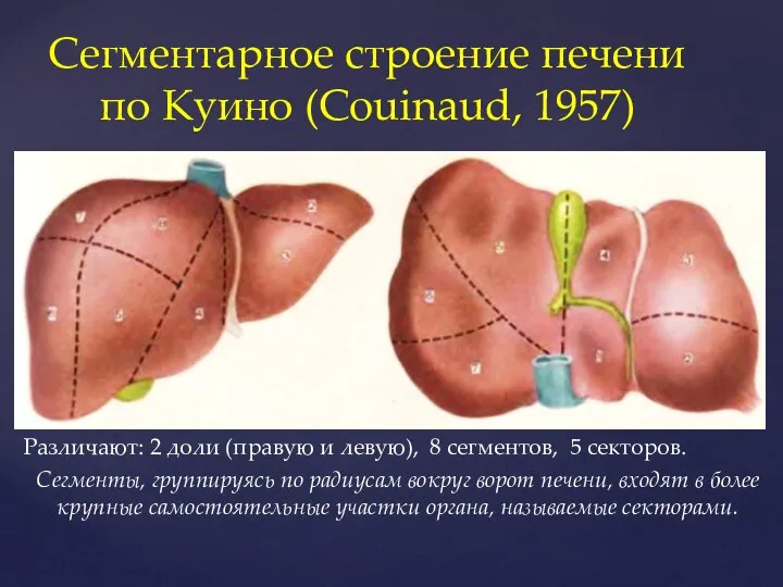 Различают: 2 доли (правую и левую), 8 сегментов, 5 секторов. Сегменты, группируясь