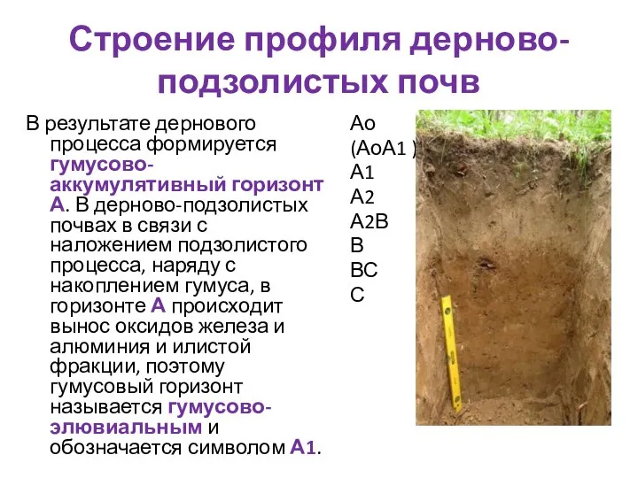 Строение профиля дерново-подзолистых почв В результате дернового процесса формируется гумусово-аккумулятивный горизонт А.