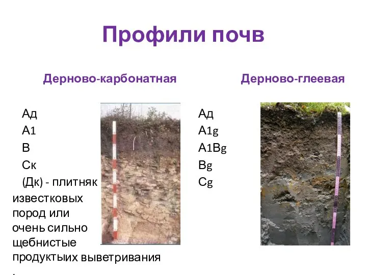 Профили почв Дерново-карбонатная Ад А1 В Ск (Дк) - плитняк Дерново-глеевая Ад