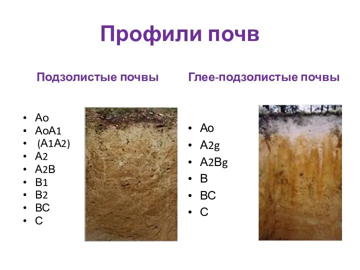 Профили почв Подзолистые почвы Ао АоА1 (А1А2) А2 А2В В1 В2 ВС