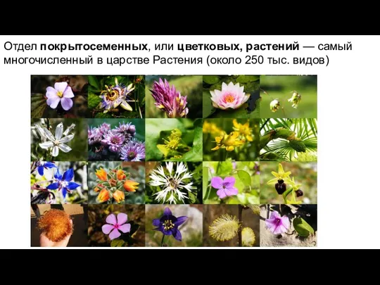 Отдел покрытосеменных, или цветковых, растений — самый многочисленный в царстве Растения (около 250 тыс. видов)
