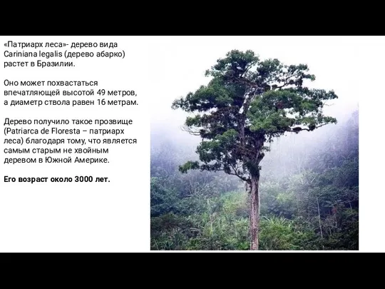 «Патриарх леса»- дерево видa Cariniana legalis (дерево абарко) растет в Бразилии. Оно