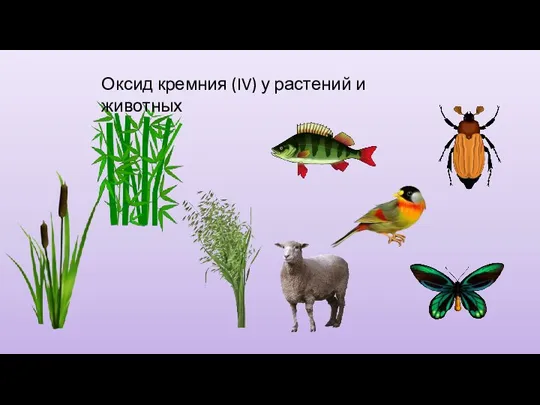 Оксид кремния (IV) у растений и животных