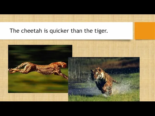 The cheetah is quicker than the tiger.