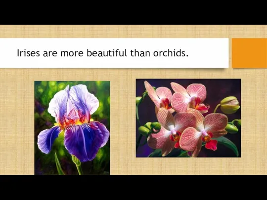 Irises are more beautiful than orchids.