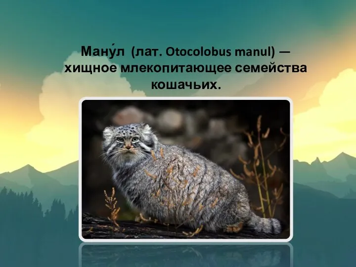 Ману́л (лат. Otocolobus manul) — хищное млекопитающее семейства кошачьих.