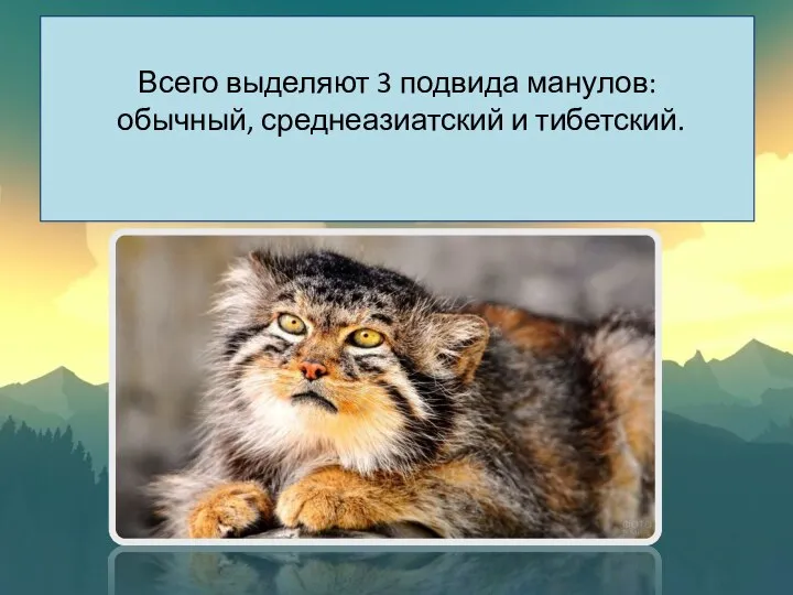 Всего выделяют 3 подвида манулов: обычный, среднеазиатский и тибетский.