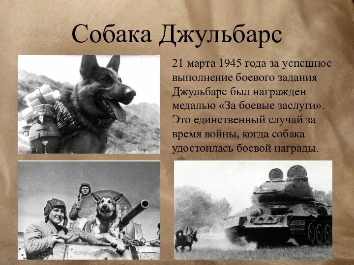 Собака Джульбарс 21 марта 1945 года за успешное выполнение боевого задания Джульбарс