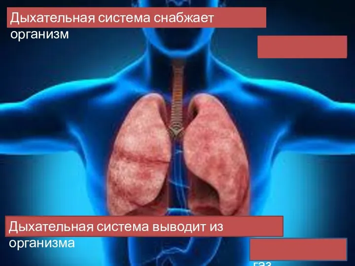Дыхательная система снабжает организм Дыхательная система выводит из организма кислородом углекислый газ