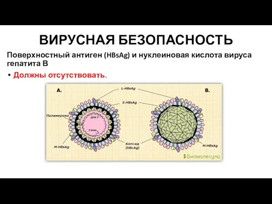 ВИРУСНАЯ БЕЗОПАСНОСТЬ Поверхностный антиген (HBsAg) и нуклеиновая кислота вируса гепатита В Должны отсутствовать.