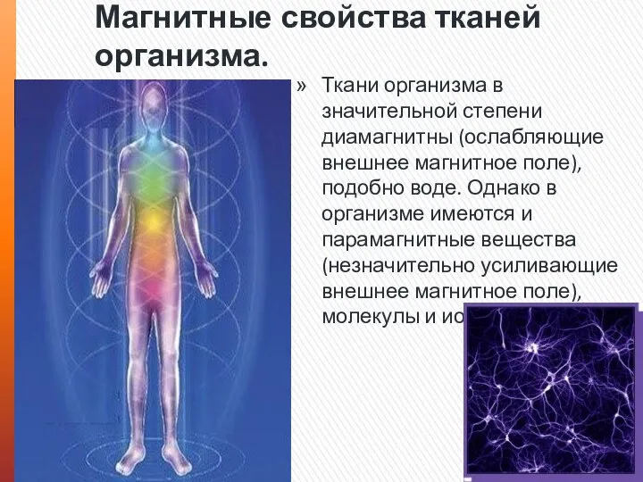 Магнитные свойства тканей организма. Ткани организма в значительной степени диамагнитны (ослабляющие внешнее