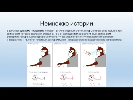 Немножко истории В 1996 году Джакомо Риццолатти показал наличие нервных клеток, которые