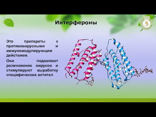 Интерфероны Это препараты с противовирусными и иммуномодулирующим действием. Они подавляют размножение вирусов