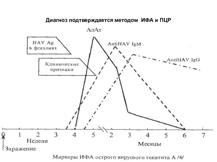 Диагноз подтверждается методом ИФА и ПЦР