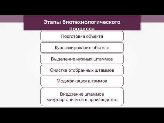 Этапы биотехнологического процесса Подготовка объекта Культивирование объекта Выделение нужных штаммов Очистка отобранных