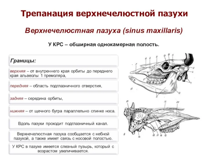 Трепанация верхнечелюстной пазухи Верхнечелюстная пазуха (sinus maxillaris) У КРС – обширная однокамерная полость.