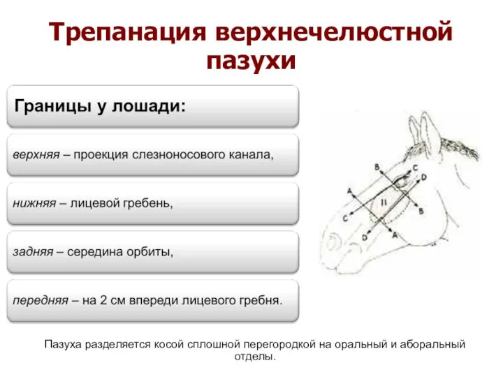 Трепанация верхнечелюстной пазухи Пазуха разделяется косой сплошной перегородкой на оральный и аборальный отделы.