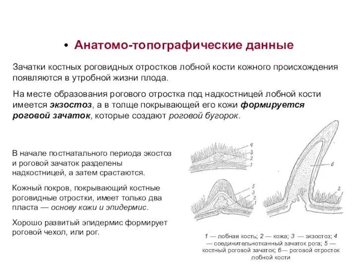 Анатомо-топографические данные В начале постнатального периода экостоз и роговой зачаток разделены надкостницей,