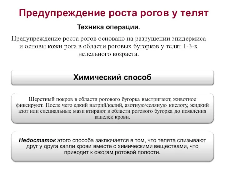 Предупреждение роста рогов у телят Техника операции. Предупреждение роста рогов основано на