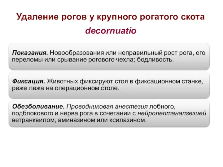 Удаление рогов у крупного рогатого скота decornuatio