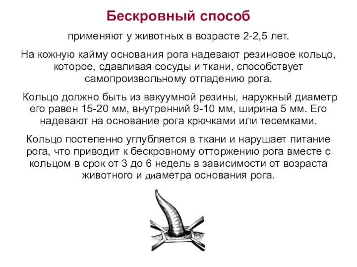 Бескровный способ применяют у животных в возрасте 2-2,5 лет. На кожную кайму