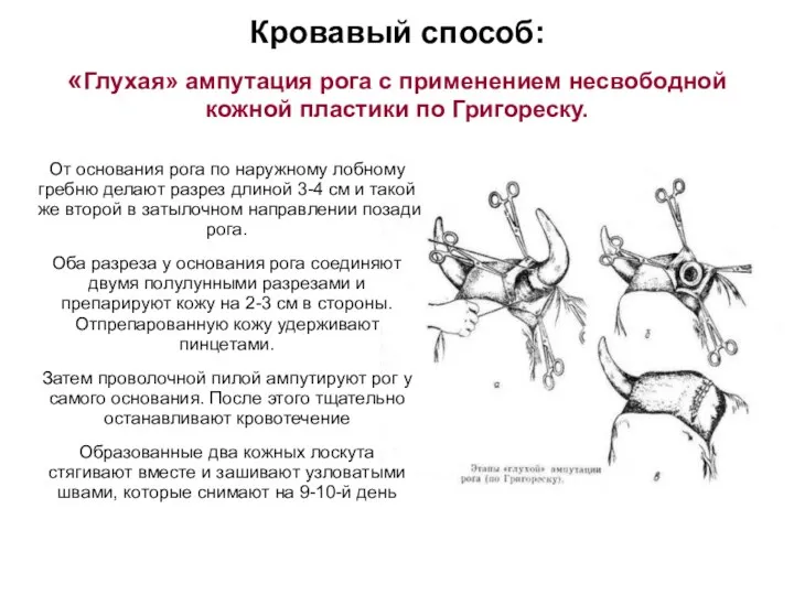 Кровавый способ: «Глухая» ампутация рога с применением несвободной кожной пластики по Григореску.