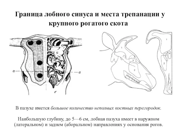 Граница лобного синуса и места трепанации у крупного рогатого скота В пазухе