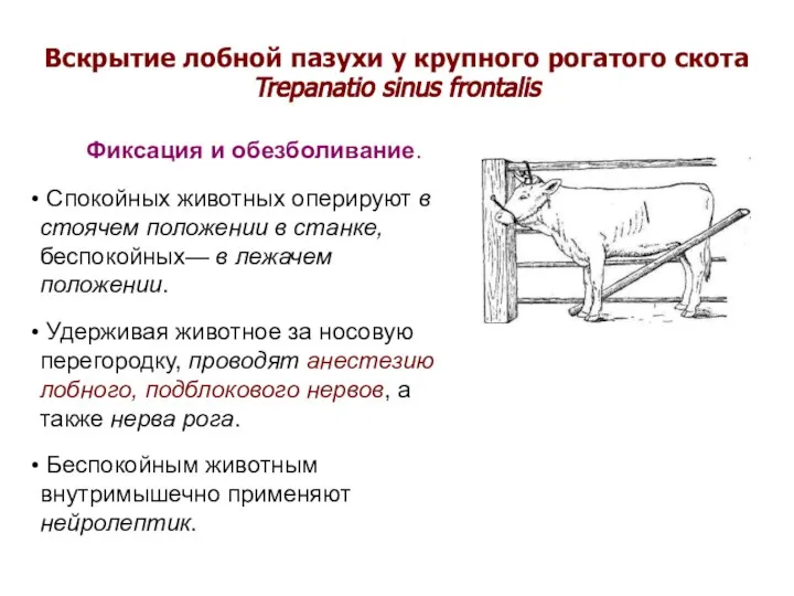 Вскрытие лобной пазухи у крупного рогатого скота Trepanatio sinus frontalis Фиксация и