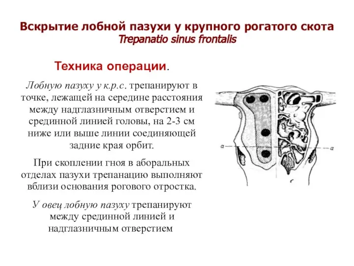 Вскрытие лобной пазухи у крупного рогатого скота Trepanatio sinus frontalis Техника операции.