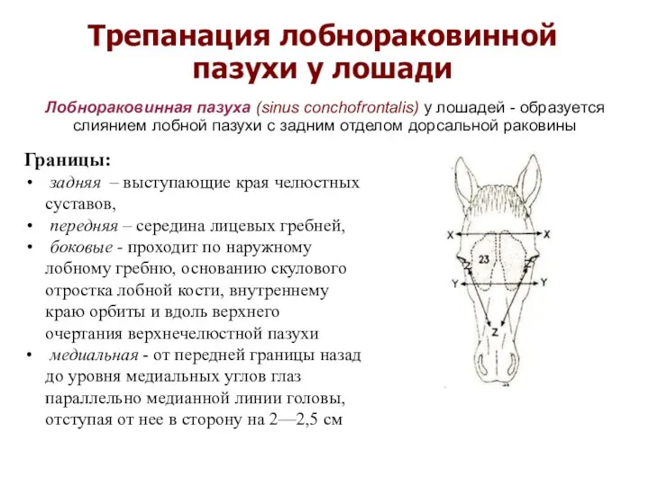 Трепанация лобнораковинной пазухи у лошади Границы: задняя – выступающие края челюстных суставов,