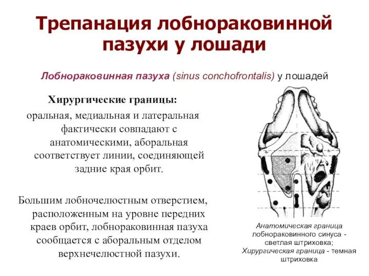 Трепанация лобнораковинной пазухи у лошади Хирургические границы: оральная, медиальная и латеральная фактически