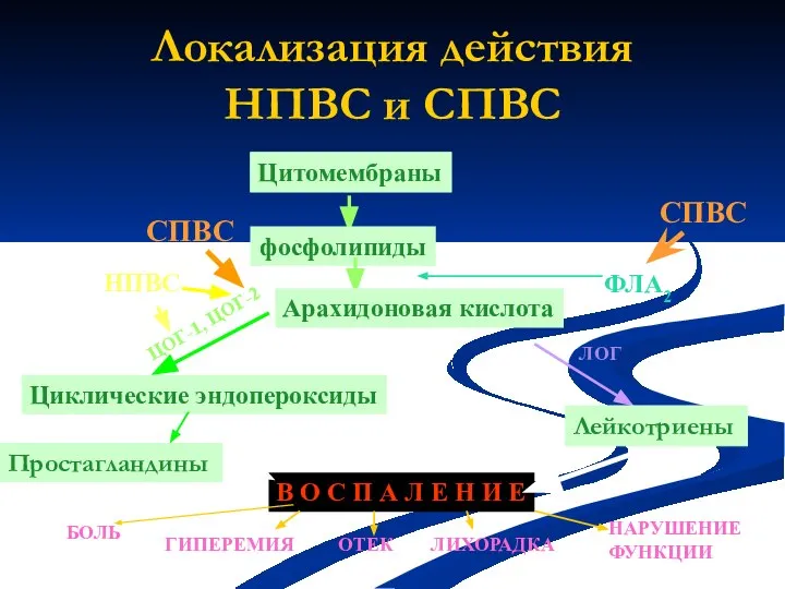 Локализация действия НПВС и СПВС Цитомембраны фосфолипиды СПВС ФЛА2 Лейкотриены Циклические эндопероксиды