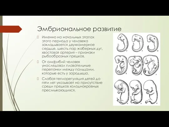 Эмбриональное развитие Именно на начальных этапах этого периода у человека закладывается двухкамерное