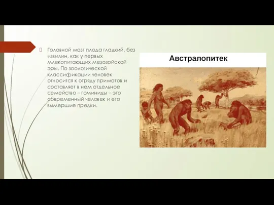 Головной мозг плода гладкий, без извилин, как у первых млекопитающих мезозойской эры.