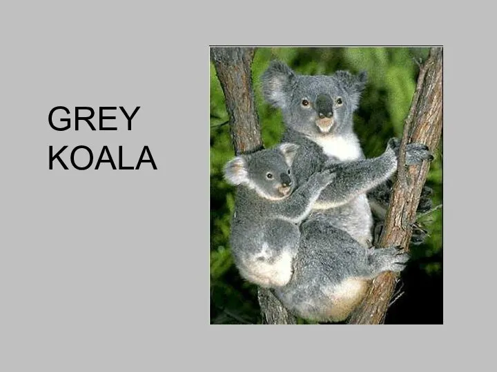 GREY KOALA