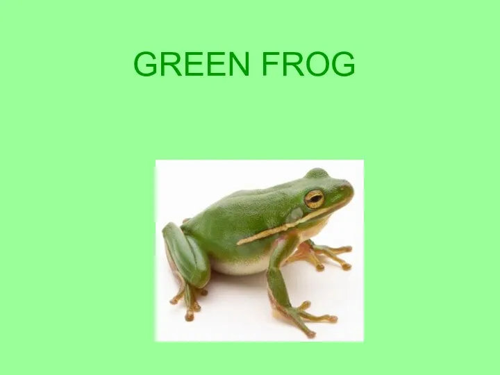 GREEN FROG