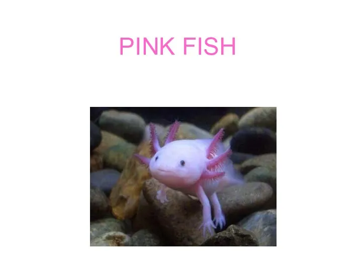 PINK FISH