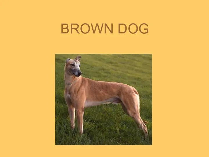 BROWN DOG