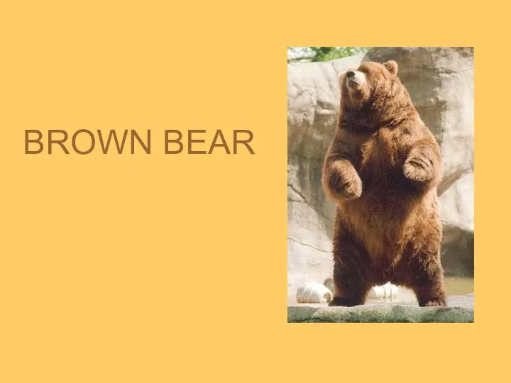 BROWN BEAR