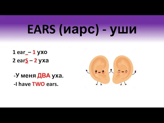 EARS (иарс) - уши 1 ear – 1 ухо 2 earS –