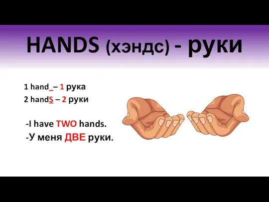 HANDS (хэндс) - руки 1 hand – 1 рука 2 handS –