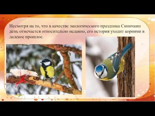 Несмотря на то, что в качестве экологического праздника Синичкин день отмечается относительно